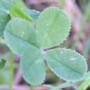[Clover]