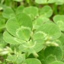 [Clover 74KB]