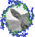 [20000328_Turtle.jpg]