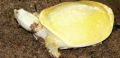 Turtles 20070913 Albino Indian Turtle.jpg