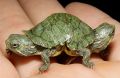 20070928 Two-Headed Turtle.jpg