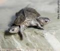 Turtles-20071002-Two-Headed Diamondback Turtle.jpg