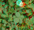 Clover 2017-06-22T080229 3D anaglyph.jpg