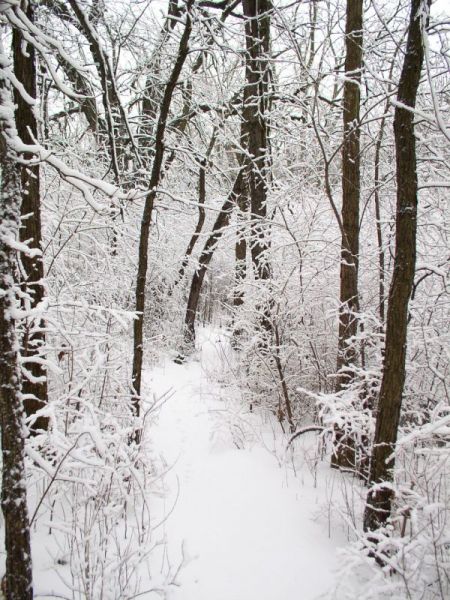 File:2007-02-26@14-50-03 Snowy trail.jpg