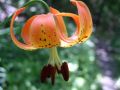 2003-07-12@16-03 Tiger lily.jpg