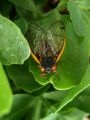 2007-05-26@14-31 Cicada almost ready.jpg