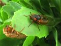 2007-05-26@14-31 Cicada They're coming!.jpg