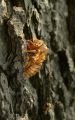 2007-05-23@23-19 Cicada exuvia.jpg