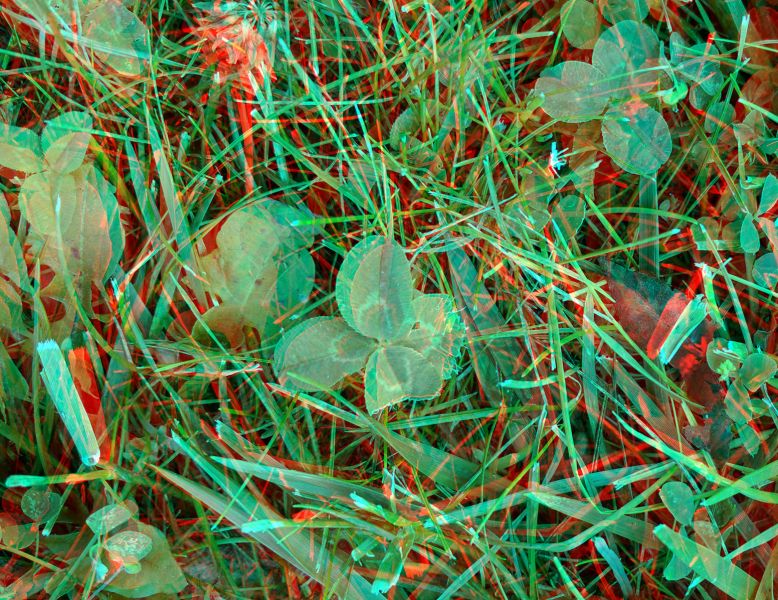 File:Clover 2017-07-08T095204 3D anaglyph.jpg