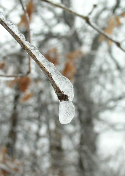 File:2007-02-26@14-59-09 icy branch.jpg