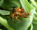 2007-05-26@14-29 Cicada nymph.jpg