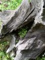 2007-06-03@19-59 stump.jpg