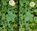 Clover 2017-06-22T080229 3D cross.jpg