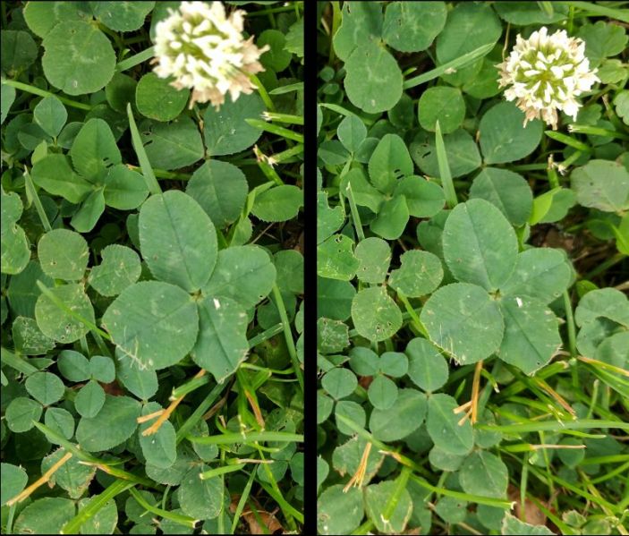File:Clover 2017-06-22T080229 3D cross.jpg