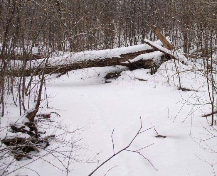 File:2007-02-12@15-07-42 Frozen stream.jpg