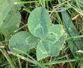 Clover 2017-07-08T095204.jpg