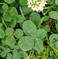 Clover 2017-06-22T080221.jpg