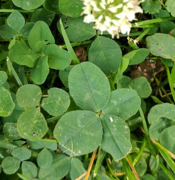 File:Clover 2017-06-22T080221.jpg