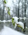 2007-04-11@13-48 Spring, frozen in its tracks.jpg