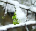 2007-04-11@13-51 Spring, frozen in its tracks.jpg