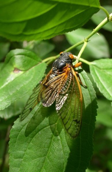 File:2007-06-06@17-15 Cicada hindwings.jpg