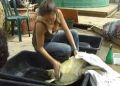 Turtles-20080313-turtle-rescue 248.jpg