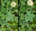 Clover 2017-06-22T080229 3D wall.jpg